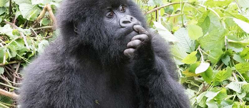 Mountain gorilla. Volcanoes National Park, Kinigi, Rwanda