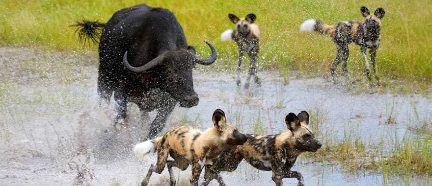 Buffalo chasing away pack of wild dogs in Moremi Game Reserve, Botswana