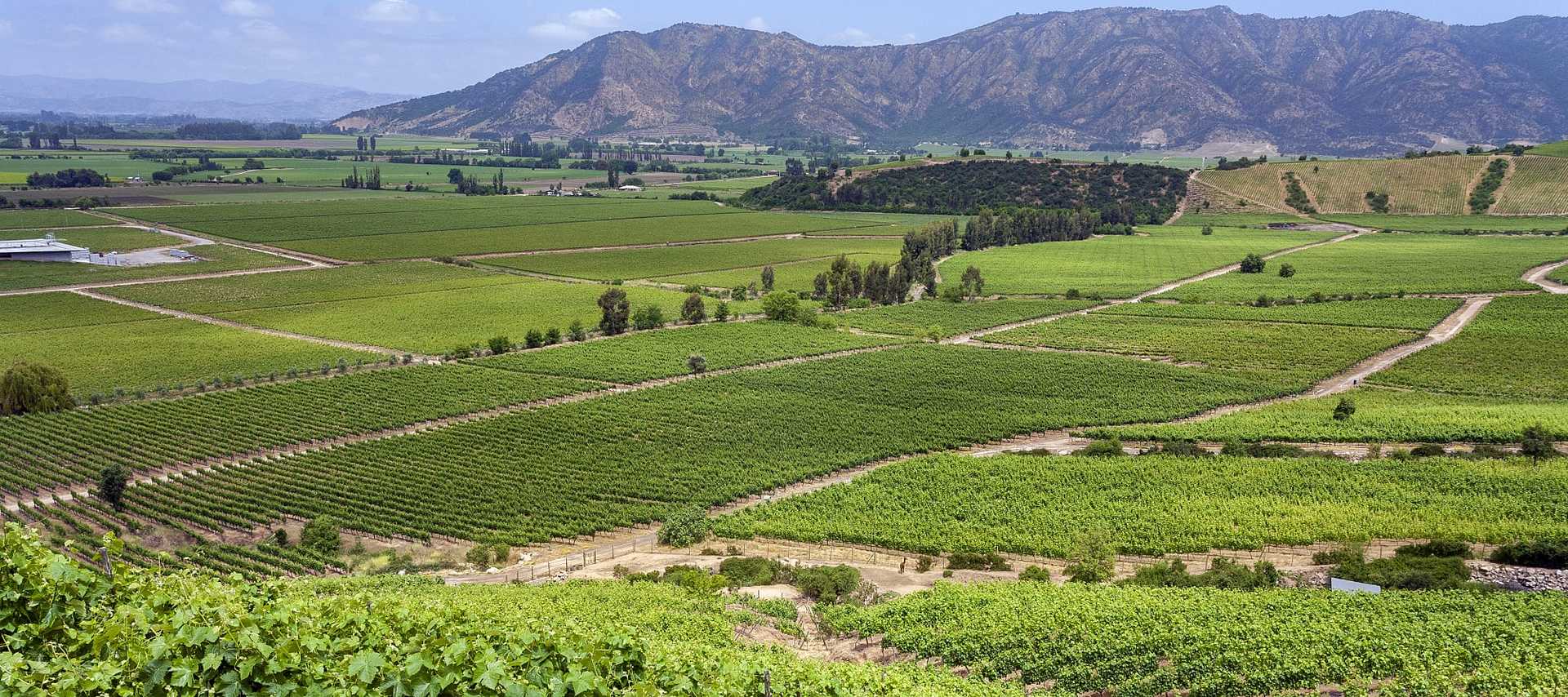 Vineyards in Colchagua Valley, Chile
