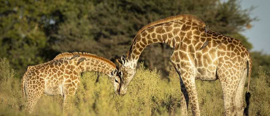 Exclusive Okavango Land & Water Safari - Giraffe nuzzling her calf in Moremi Game Reserve