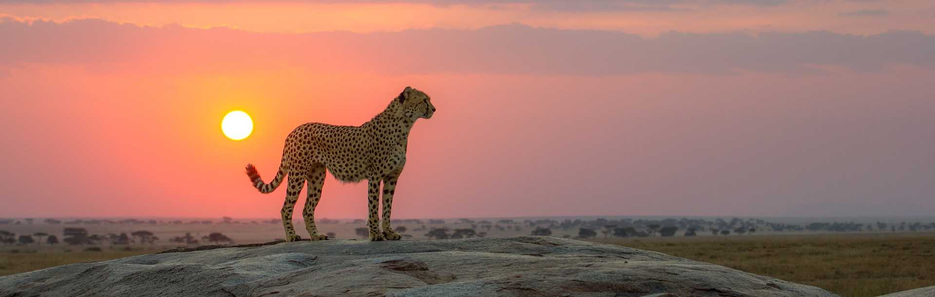 Cheetah on the savanna in Kenya at sunset