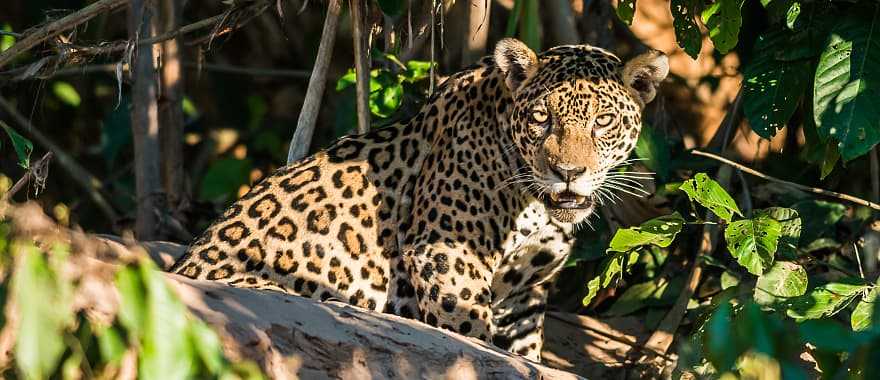 Jaguar in the Peruvian Amazon