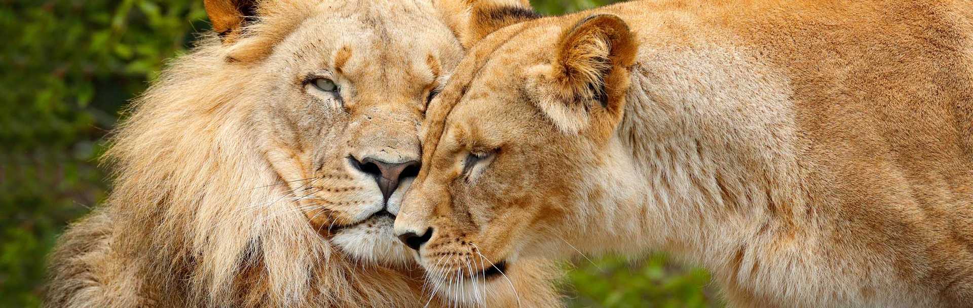 Pair of lions nuzzling in Chobe National Park, Bostwana