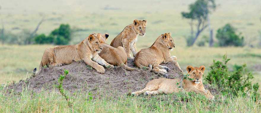 Lions on the savanna in South Africa