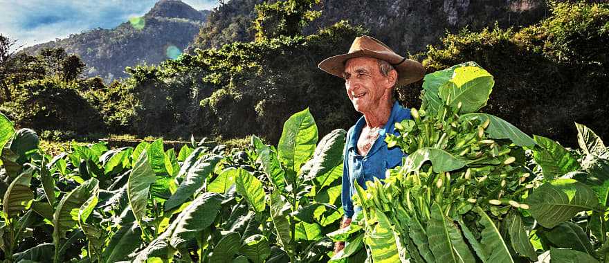 Tobacco farmer in Vinales, Cuba