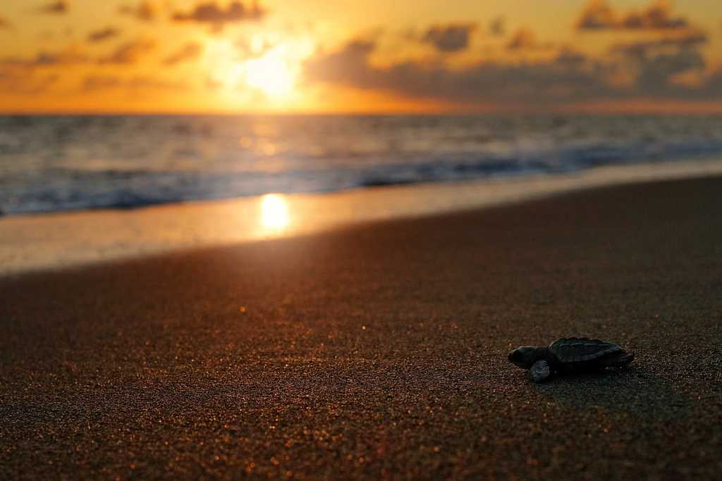 Newly hatched sea turtle on the beach in Corcovado National Park