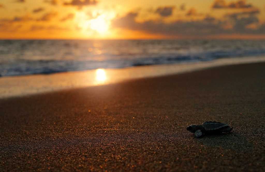 Turtle hatchling in Corcovado National Park, Costa Rica Newly hatched sea turtle on the beach in Corcovado National Park