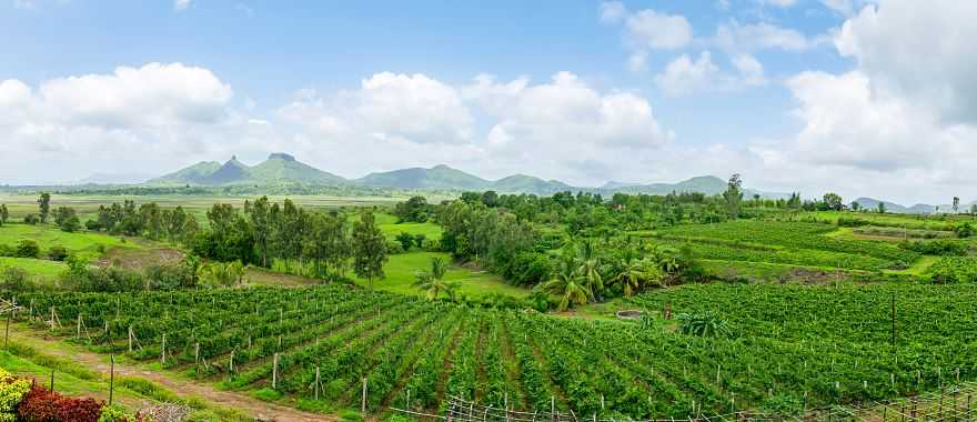 Vineyards in Nashik, India