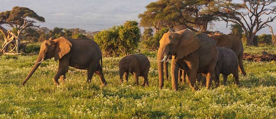Elephants are the main representatives of the big African five, Masai Mara, Kenya.