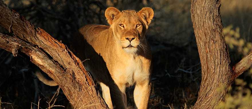 Lioness in South Africa