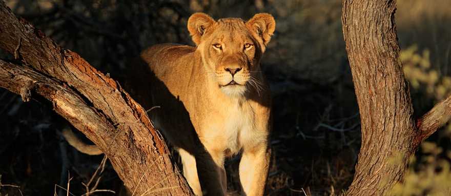 Lioness in South Africa Lioness in South Africa