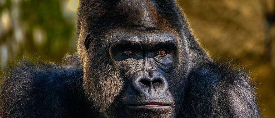 Male gorilla in the forest of Rwanda, Africa