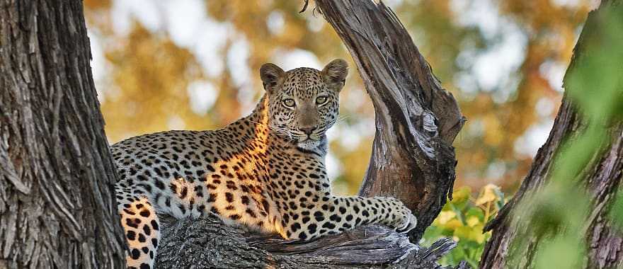 Opulence of Okavango & Zambia Safari: Moremi to Zambezi