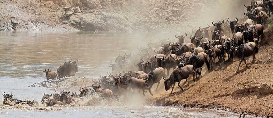 Great Migration, Masai Mara National Reserve, Kenya