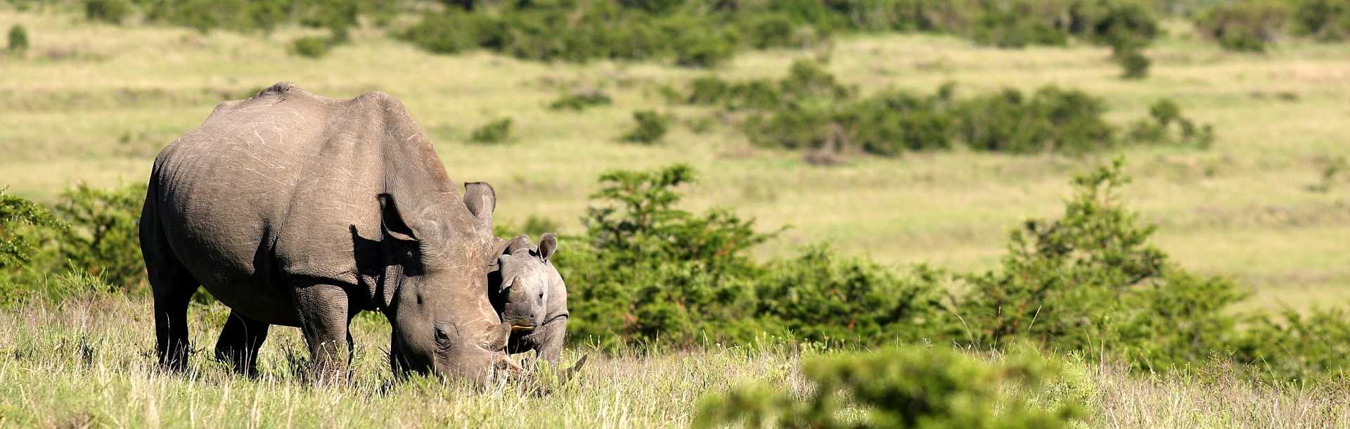Rhino mother and calf in Kruger National Park, South Africa