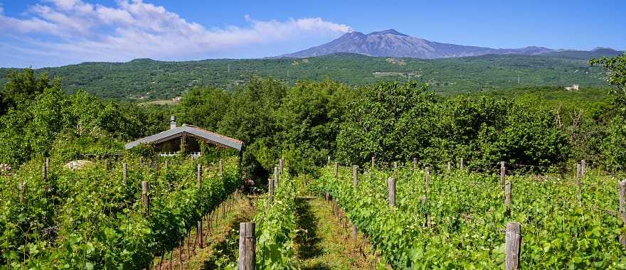 Vineyards in Sicily with Mt. Etna in the background