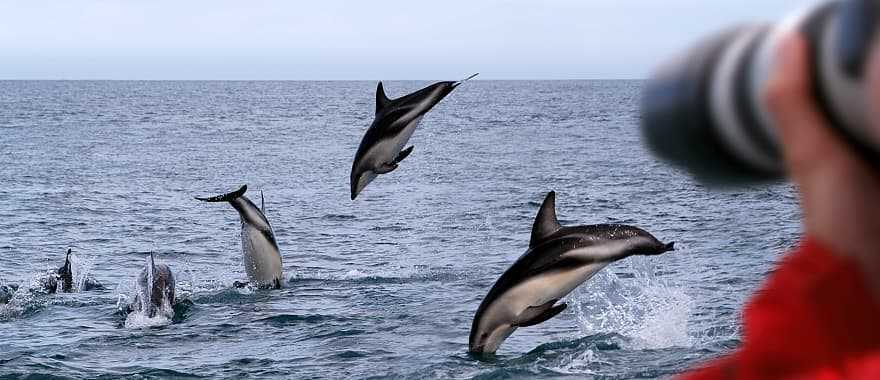 Photographer capturing dolphins in New Zealand