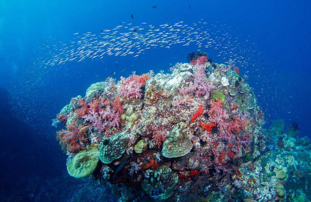 Great Barrier Reef, Australia Colorful coral and fish in the Great Barrier Reef, Australia