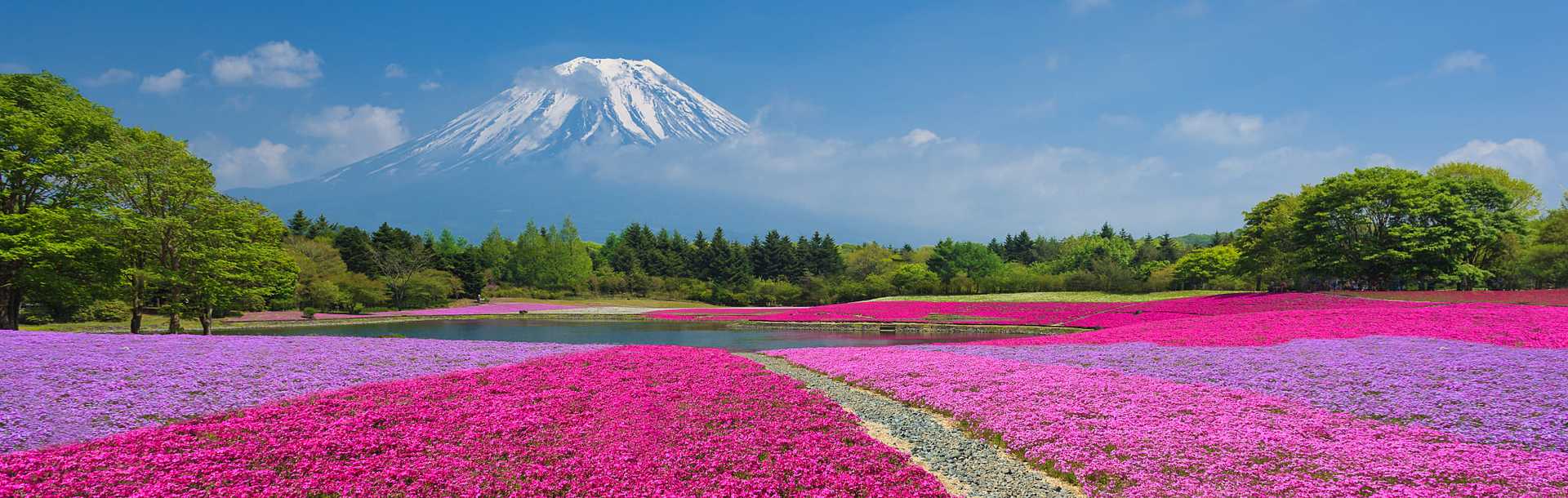 Mount Fuji with field of pink moss at Shibazakura festival in Yamanashi, Japan.