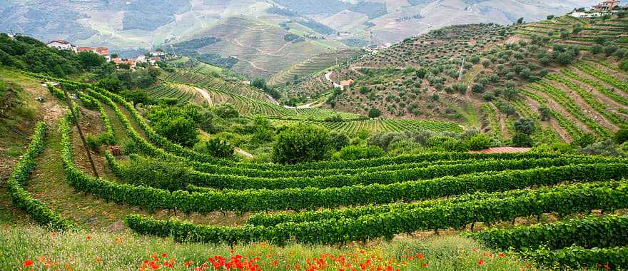 Vineyards on the hills of the Douro Valley, Portugal