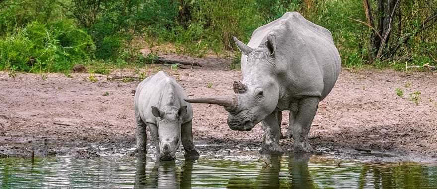 Mom and baby rhinoceros drink water. North Mara Game Reserve, Kenya