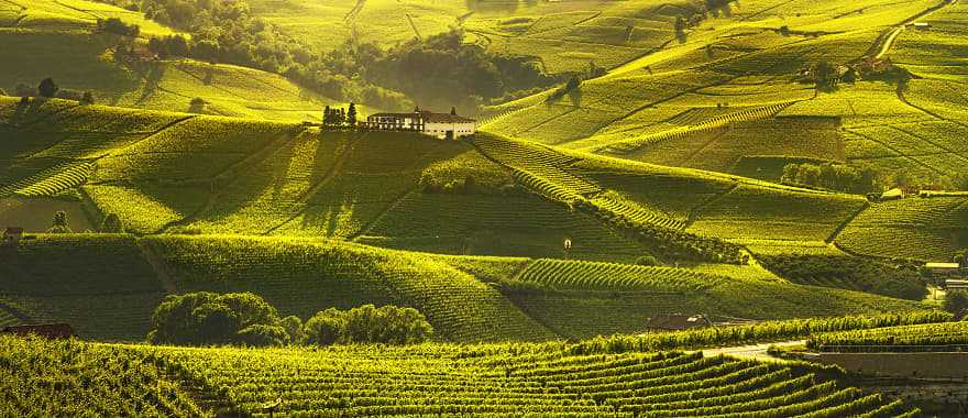 Vineyards in Langhe region of Piedmont, Italy