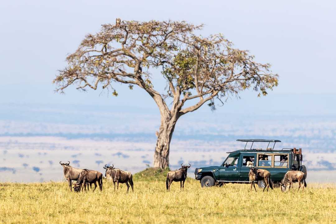 When is the Best Time to Safari in Kenya?