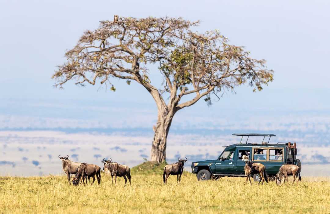 Wildebeest Migration, Masai Mara Game Reserve, Kenya Great Wildebeest Migration in Kenya