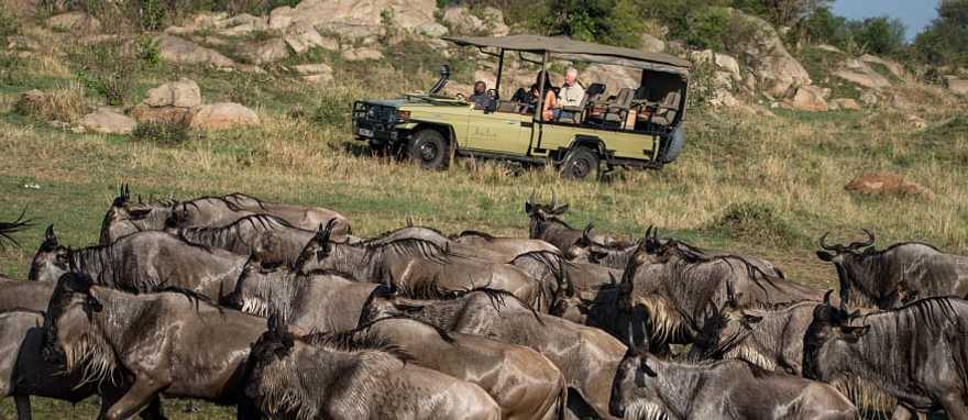 Great Migration in Serengeti National Park, Tanzania Great Migration in Eastern Serengeti, Tanzania