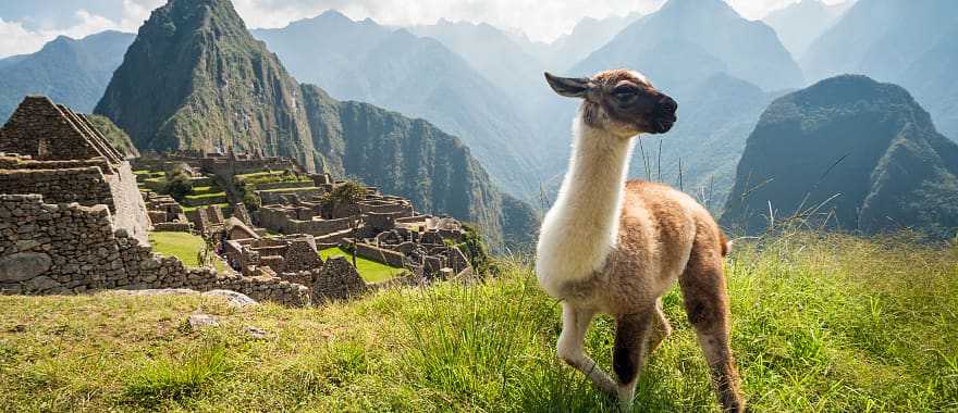 Llama at Machu Pichu in Peru