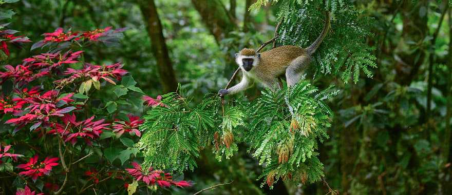 Monkey Vervet in the wild in Rwanda, Africa