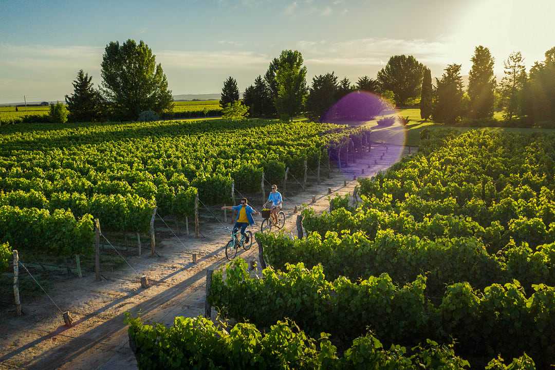 Couple cycling thought vineyards in Mendoza, Argentina