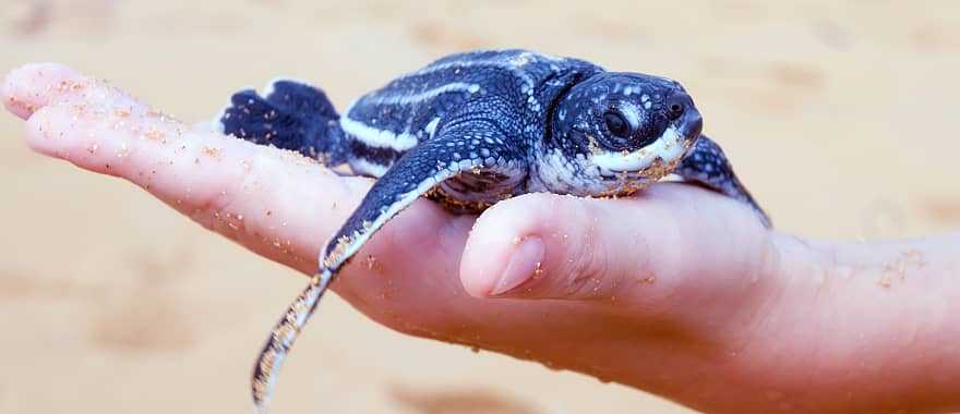 Leatherback turtle, Costa Rica