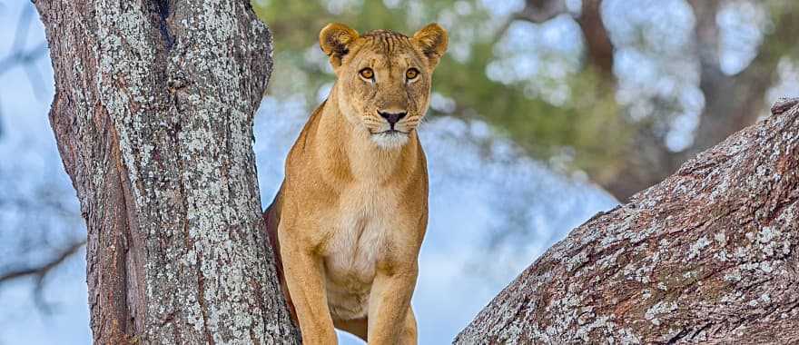 A female lion standing in the crook of at Lake Manyara National Park, Tanzania