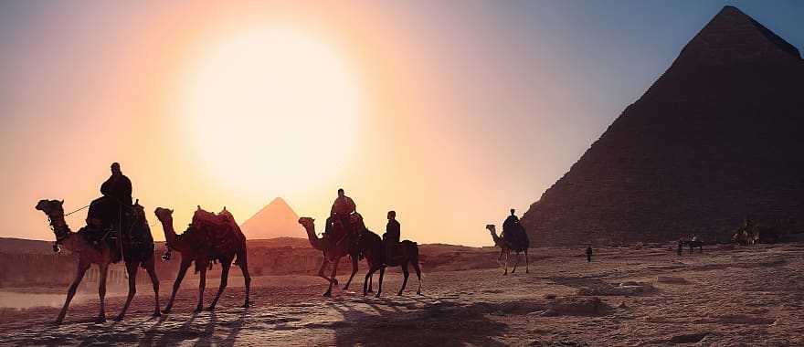 Camel caravan in Giza at sunset, Egypt