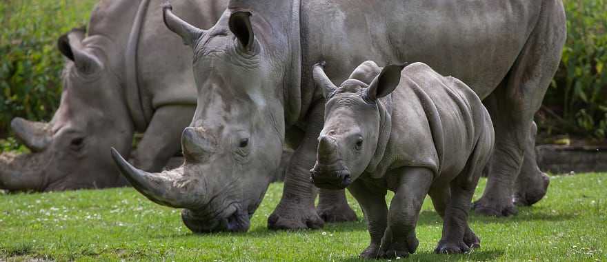 Rhinoceros family in Kruger National Park, South Africa