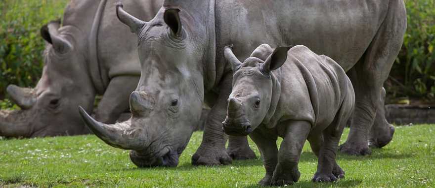 Rhinoceros family in Kruger National Park, South Africa