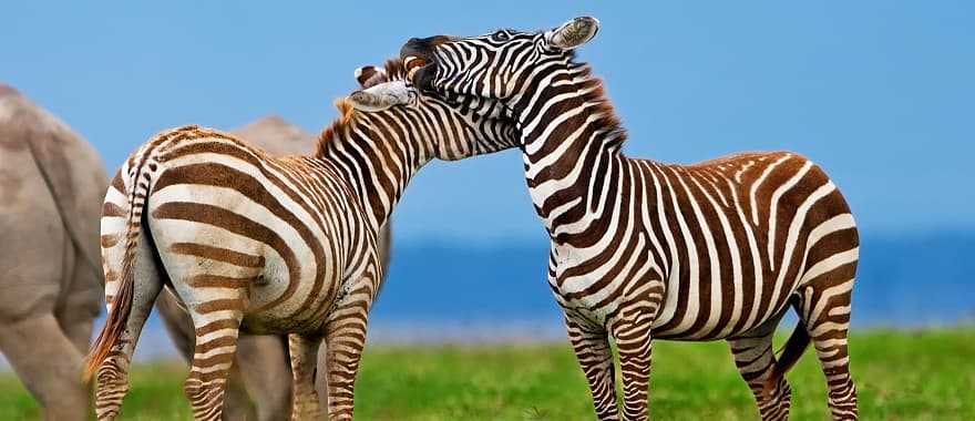 Zebras in Lake Nakuru National Park, Kenya