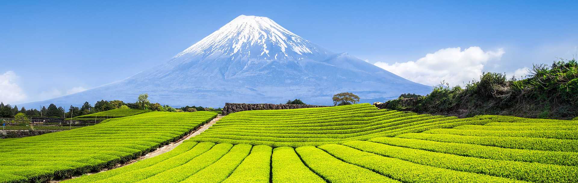 Mount Fuji and tea fields in Japan.