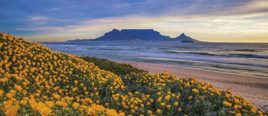 Best of South Africa Safari & Tour Spring flowers blooming in Cape Town, South Africa with Table Mountain in the background