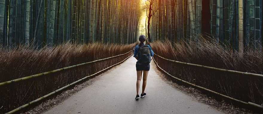 Arashiyama bamboo forest in Kyoto, Japan Arashiyama bamboo forest in Kyoto, Japan