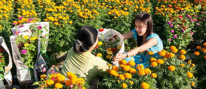 Farmers harvesting flowers in Vietnam