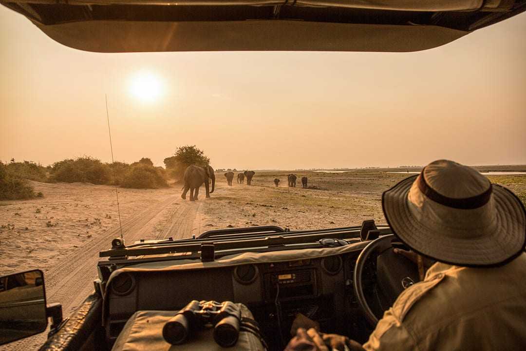 A safari guide drives toward elephants at sunset in Africa.
