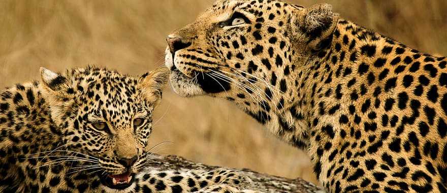 Female leopard lying next to her leopard cub, Kenya