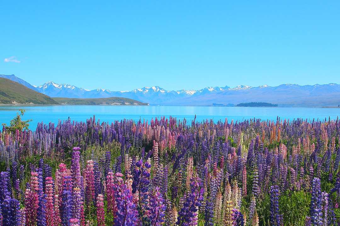 Lupines around Lake Tekapo, with mountains in the distance, in New Zealand