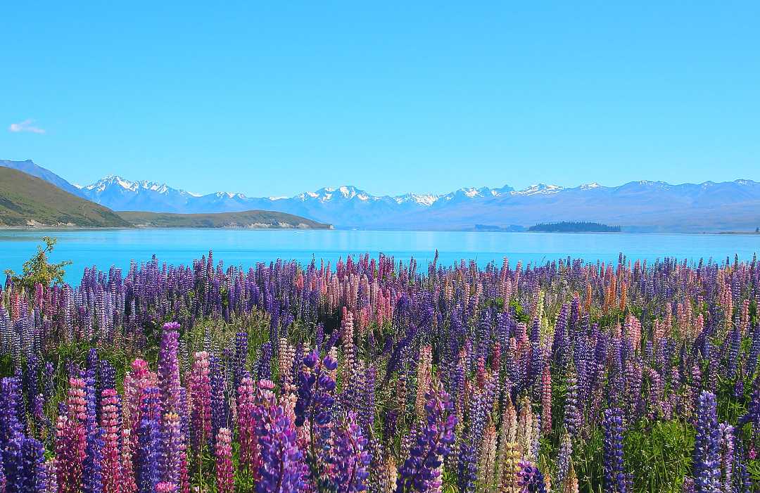 Lupines around Lake Tekapo, with mountains in the distance, in New Zealand