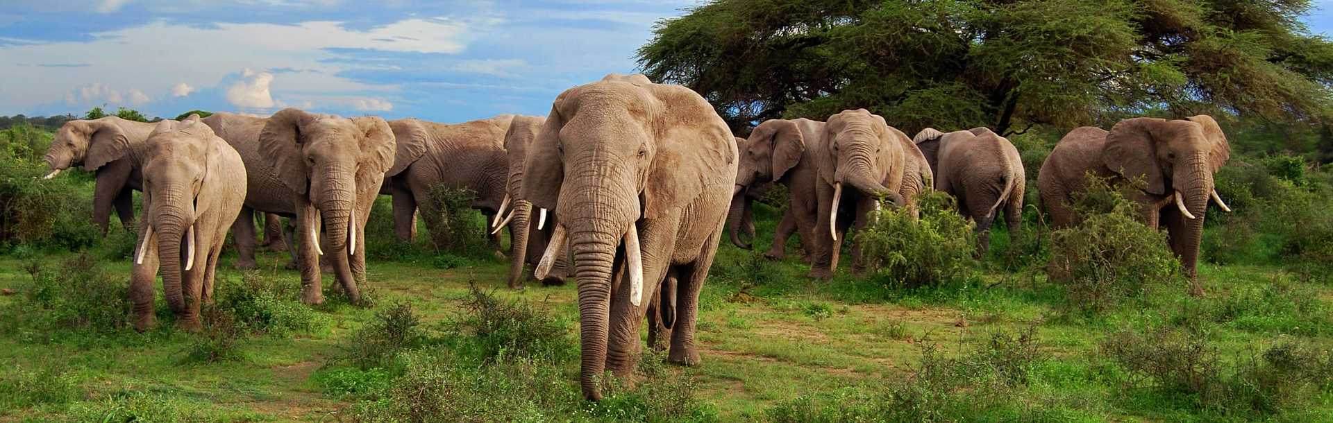 A big herd of wild elephants in Botswana, Africa