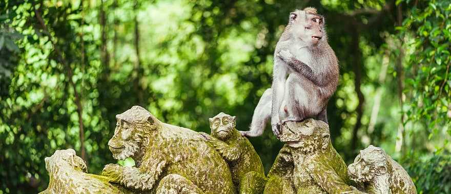 Long tailed macaque in bright green Ubud Monkey Forest