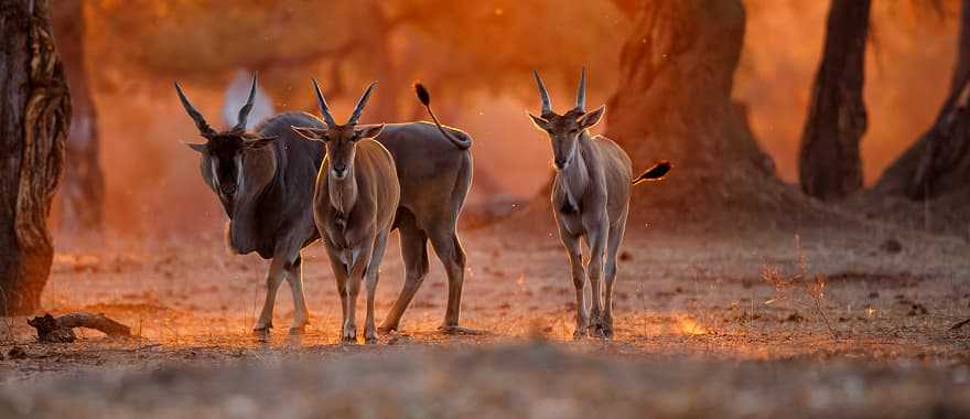 Mana Pools National Park at sunset in Zimbabwe 