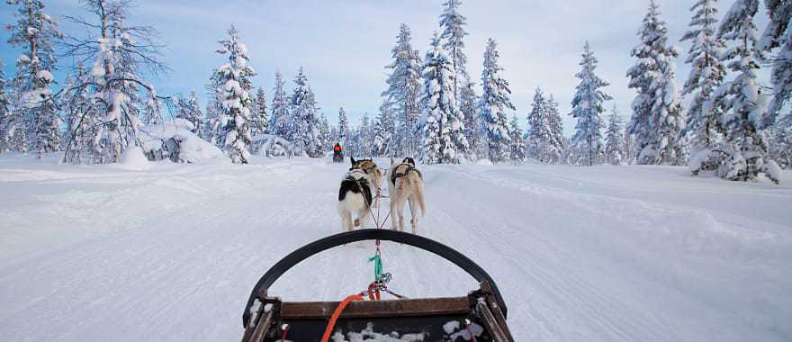 Sledding in Lapland